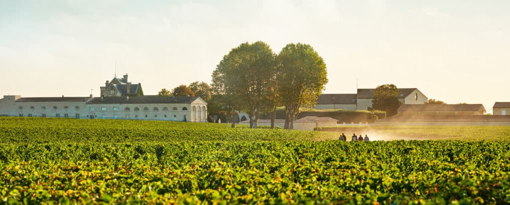 Chateau_Mouton_Rothschild_vue_des_vignes_1440 (2)