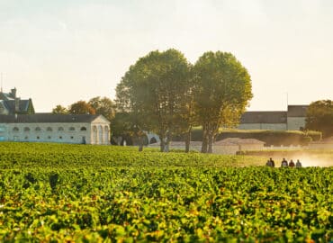 Chateau_Mouton_Rothschild_vue_des_vignes_1440 (2)